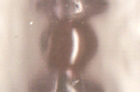 Chiron - 3 mm red garnet