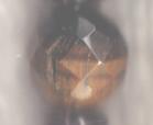Mercury - faceted tiger eye